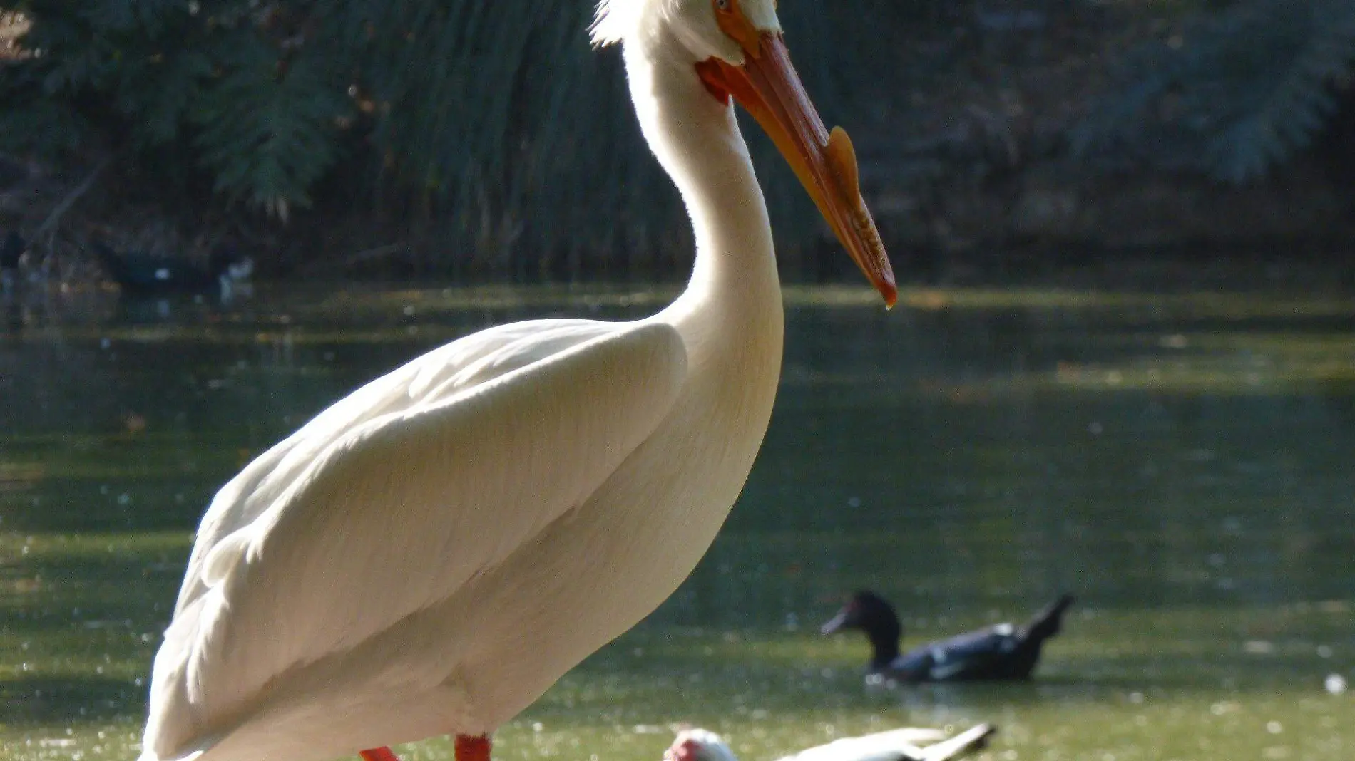 PELICANOS_AJO (1)